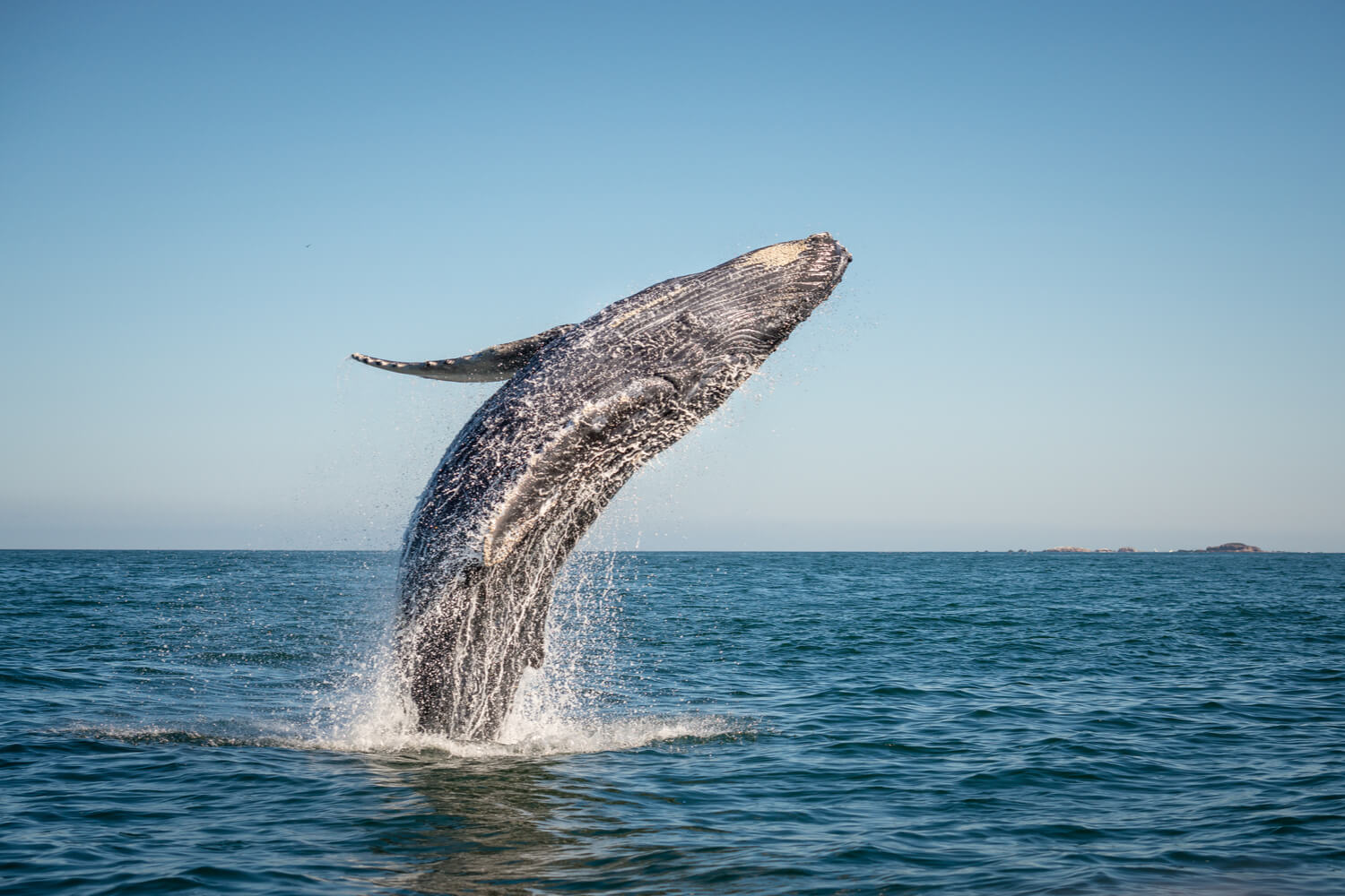 Picture of a whale sighting on a Maine whale watching tour.