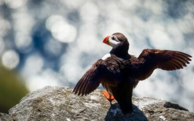 You might see a puffin while Hiking Maine Coast.
